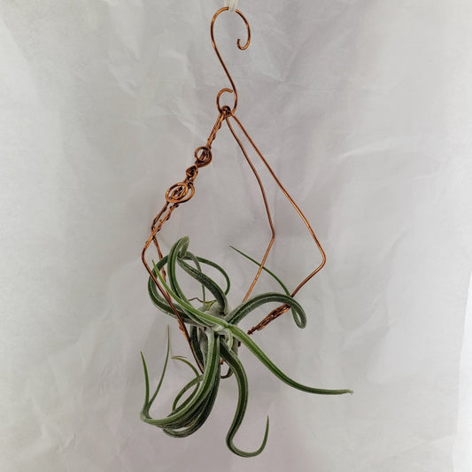 Air Plant Hanger - Mother Of Metal - air plant - Copper - For Home-Plant hanger